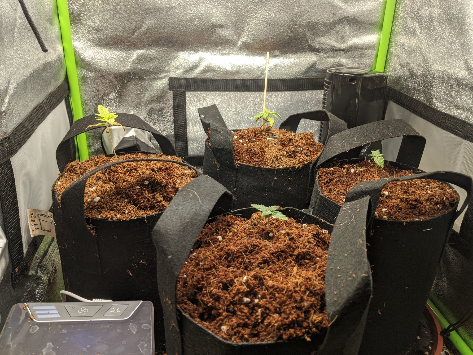 First time grow sog style sampler using pot for pot 4