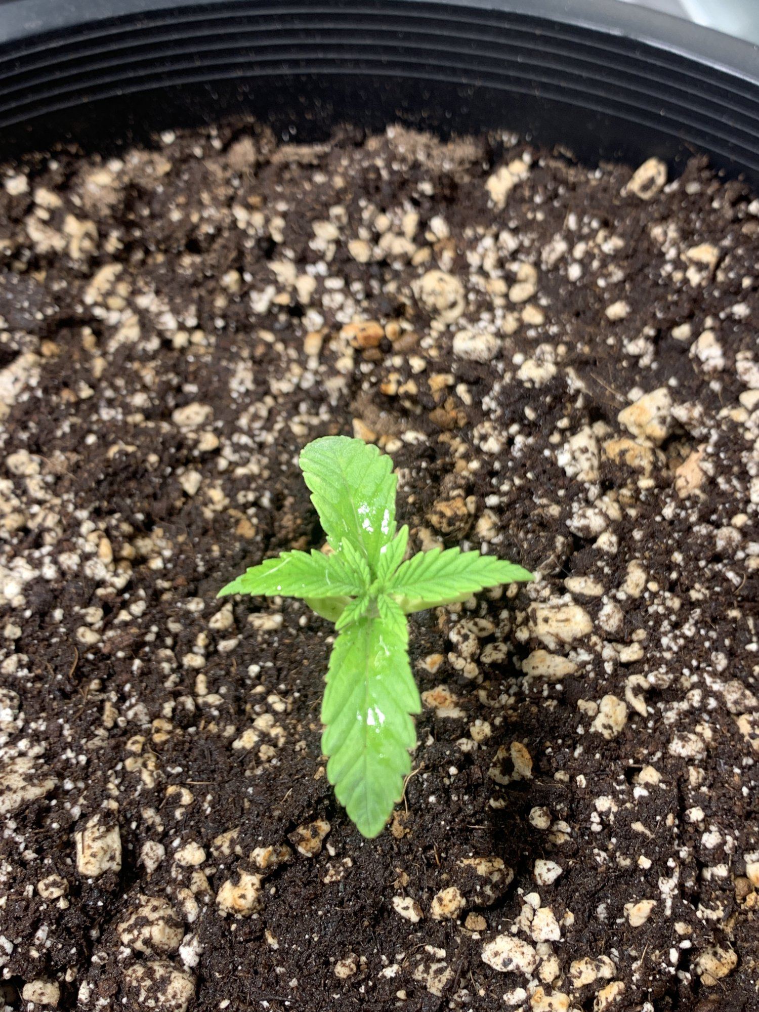 First time grow   sour diesel 12
