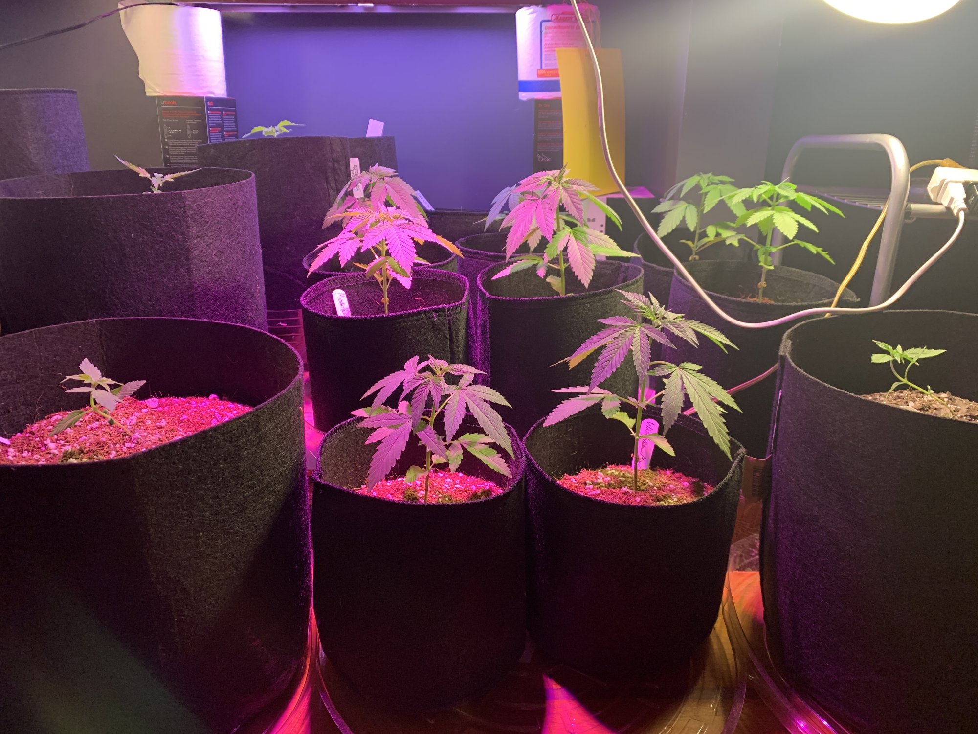 First time grow starting indoors moving outdoor 2