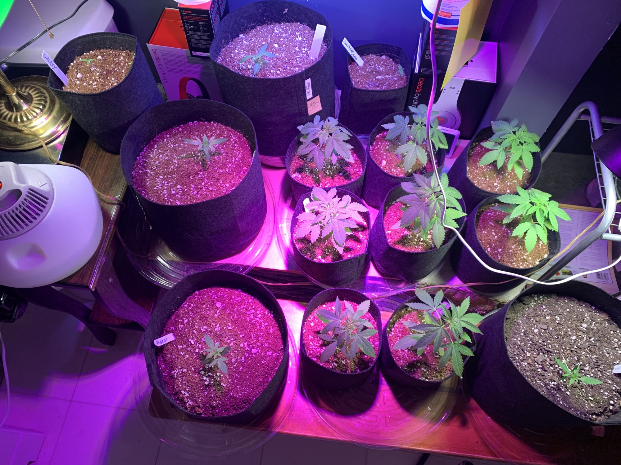 First time grow starting indoors moving outdoor