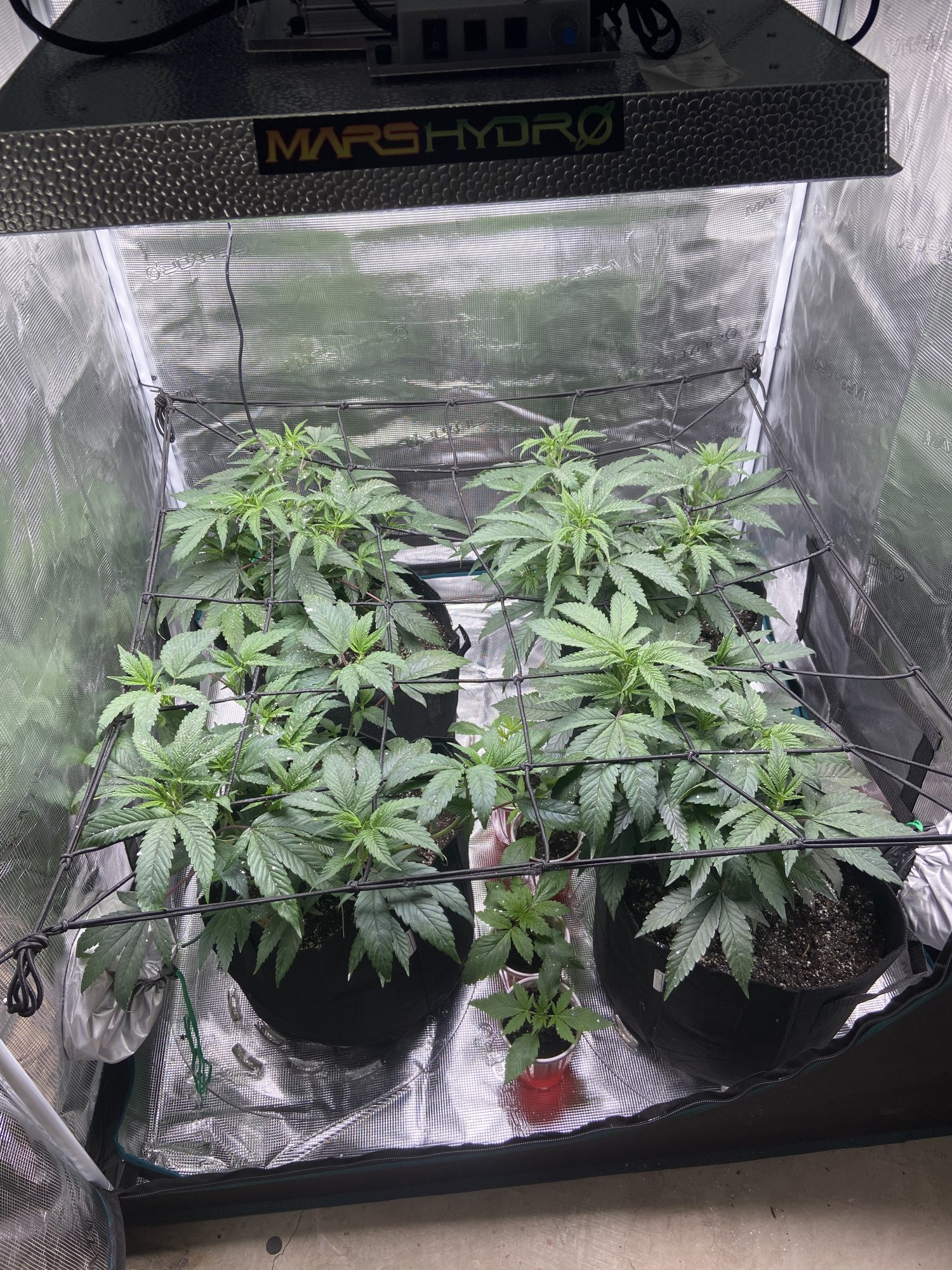 First time grow tent grower 5
