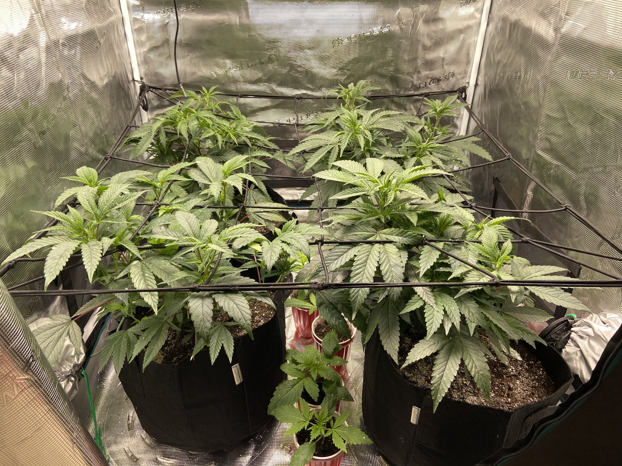 First time grow tent grower 6