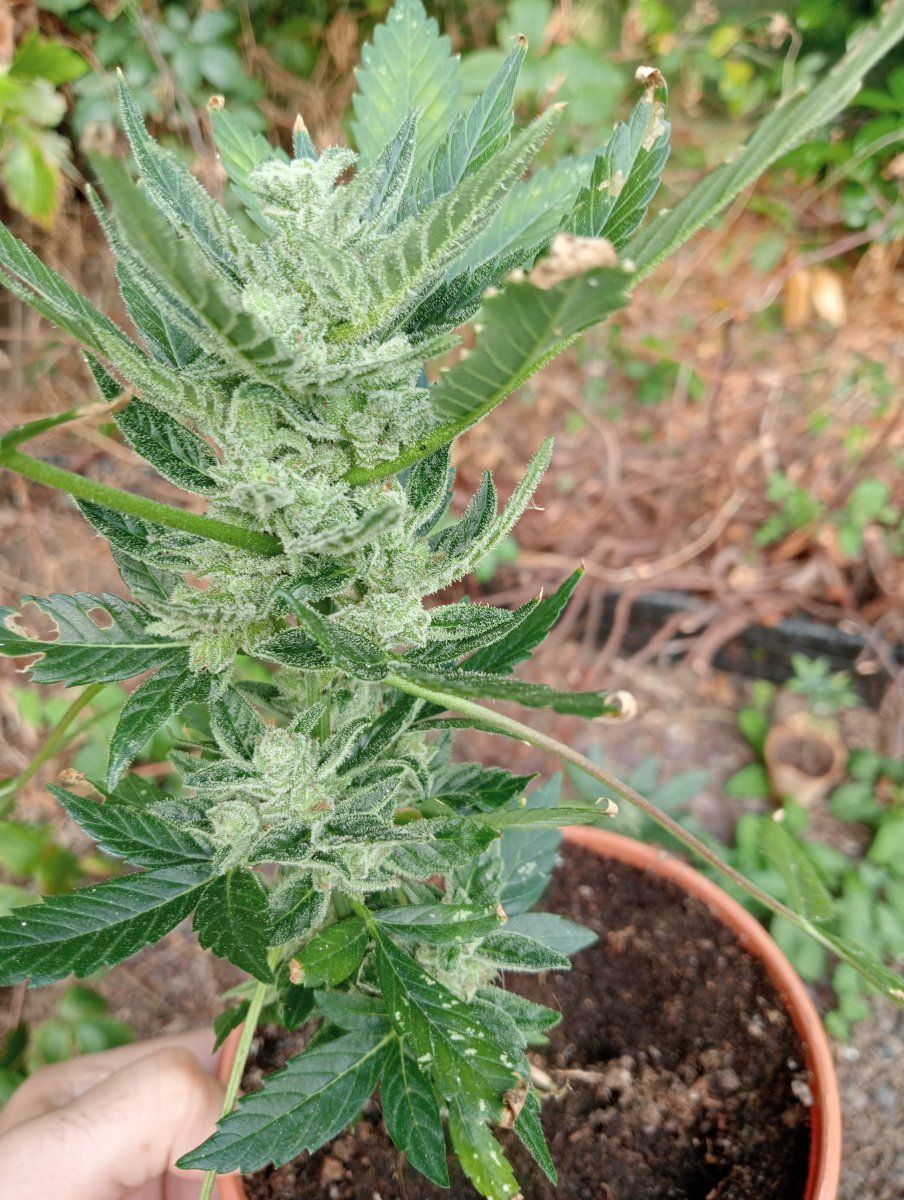 First time grow unsure of the status 3