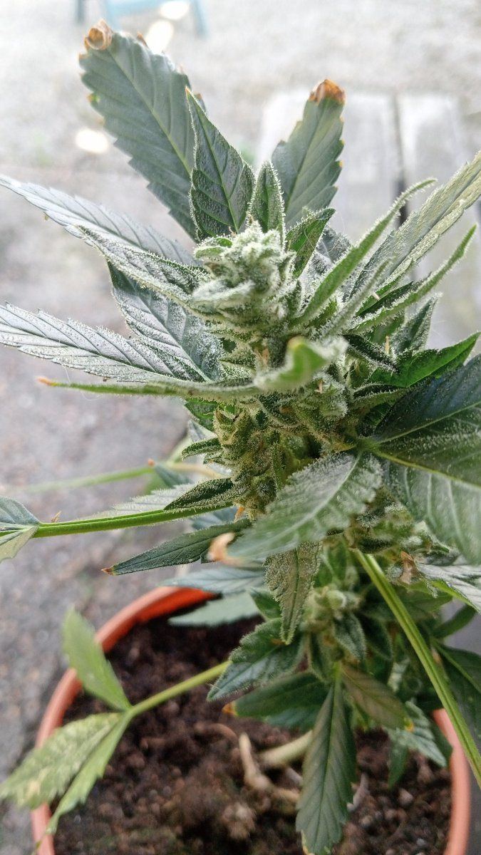 First time grow unsure of the status 4
