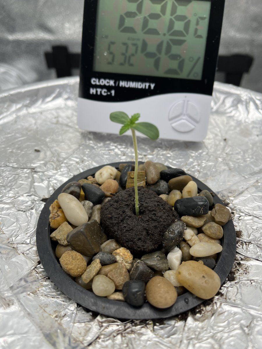 First time grow using dwc 4