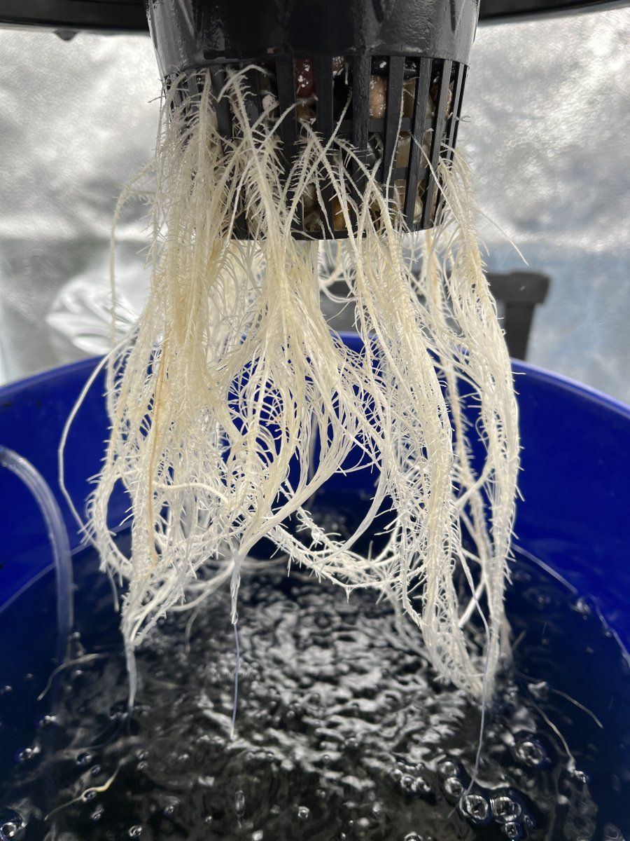 First time grow using dwc 5