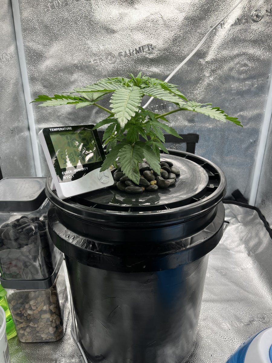 First time grow using dwc 6