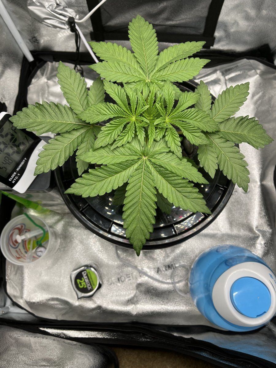 First time grow using dwc 7