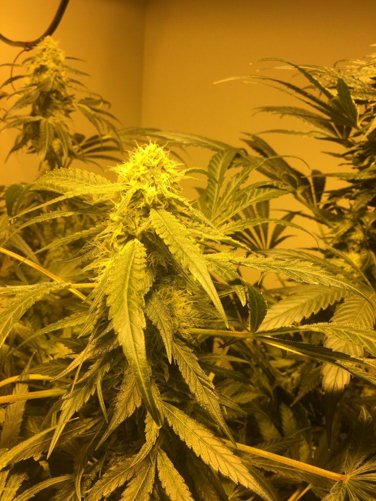 First time grow what do the pros think 5