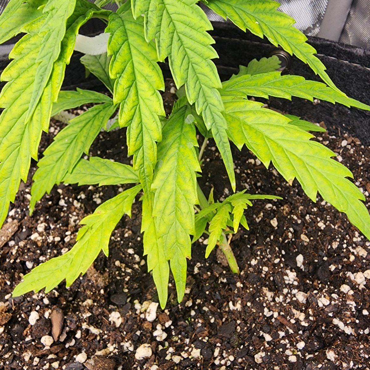 First time grow   yellow spots 3