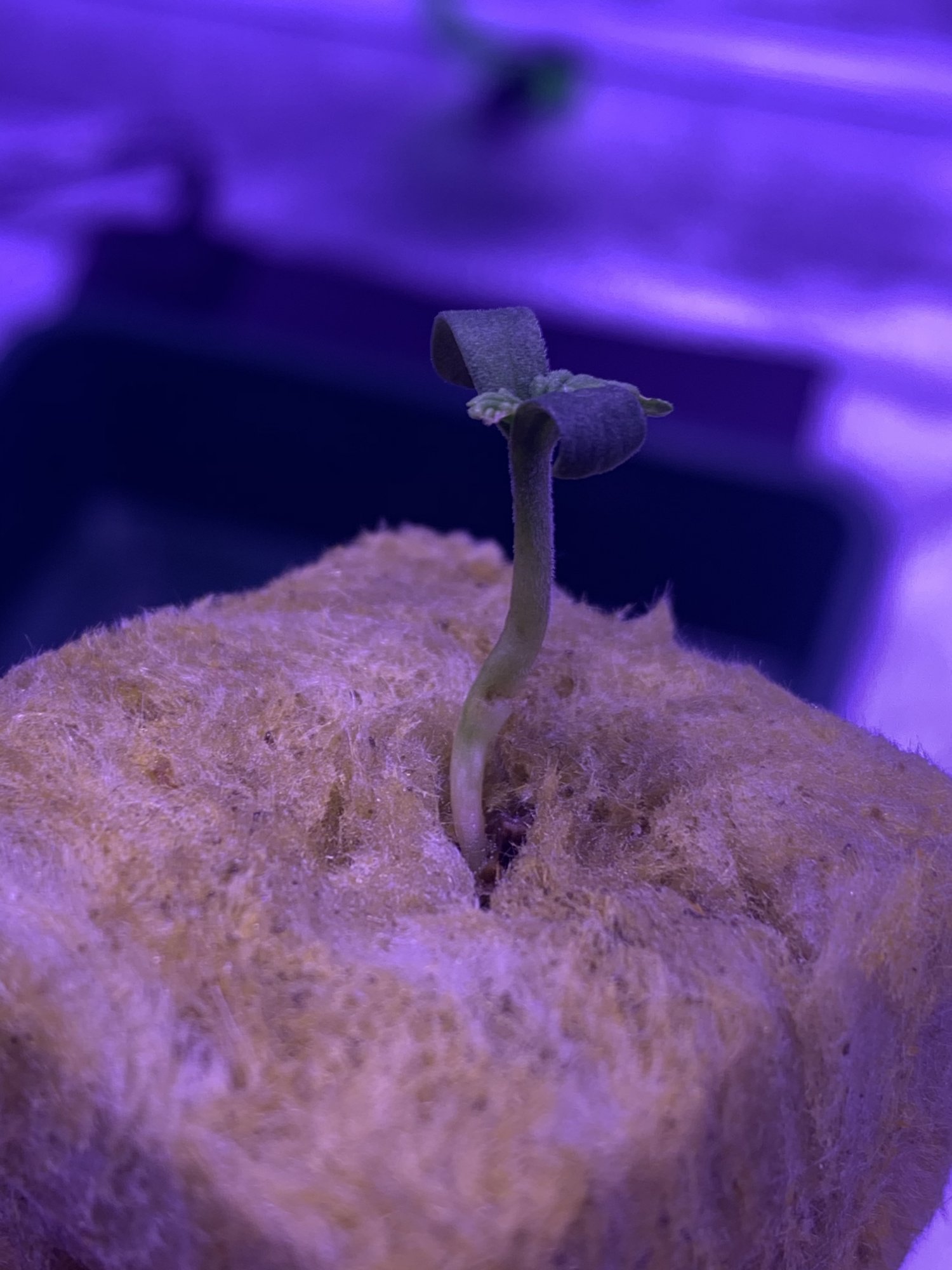 First time grower 2