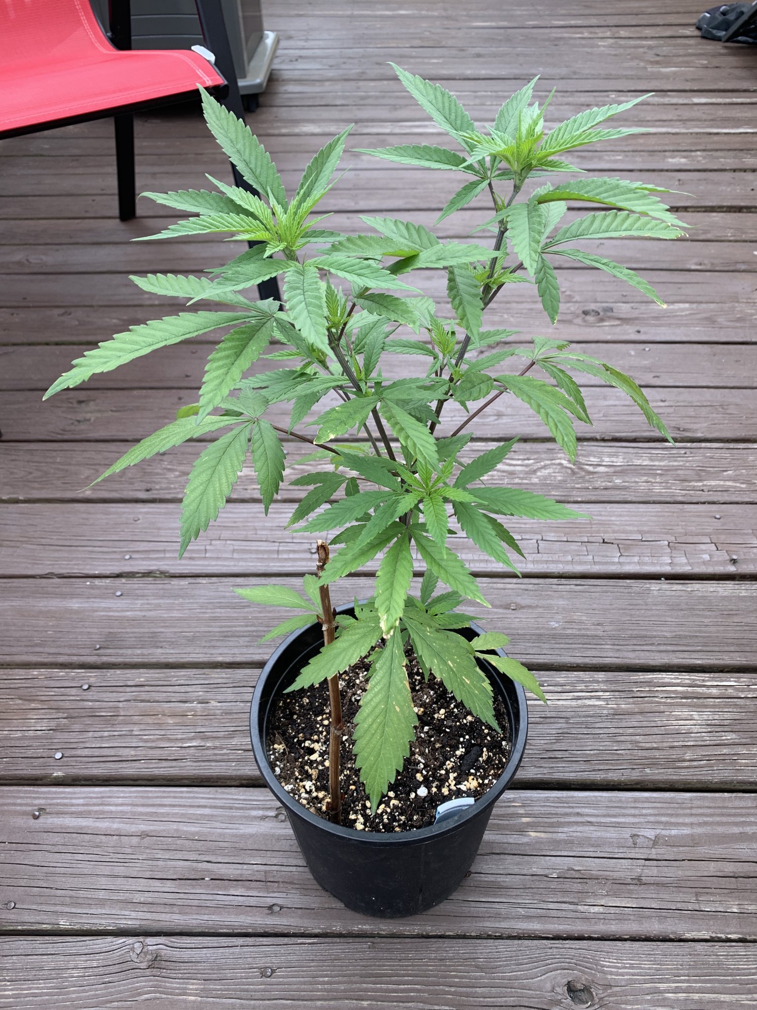 First time grower 2