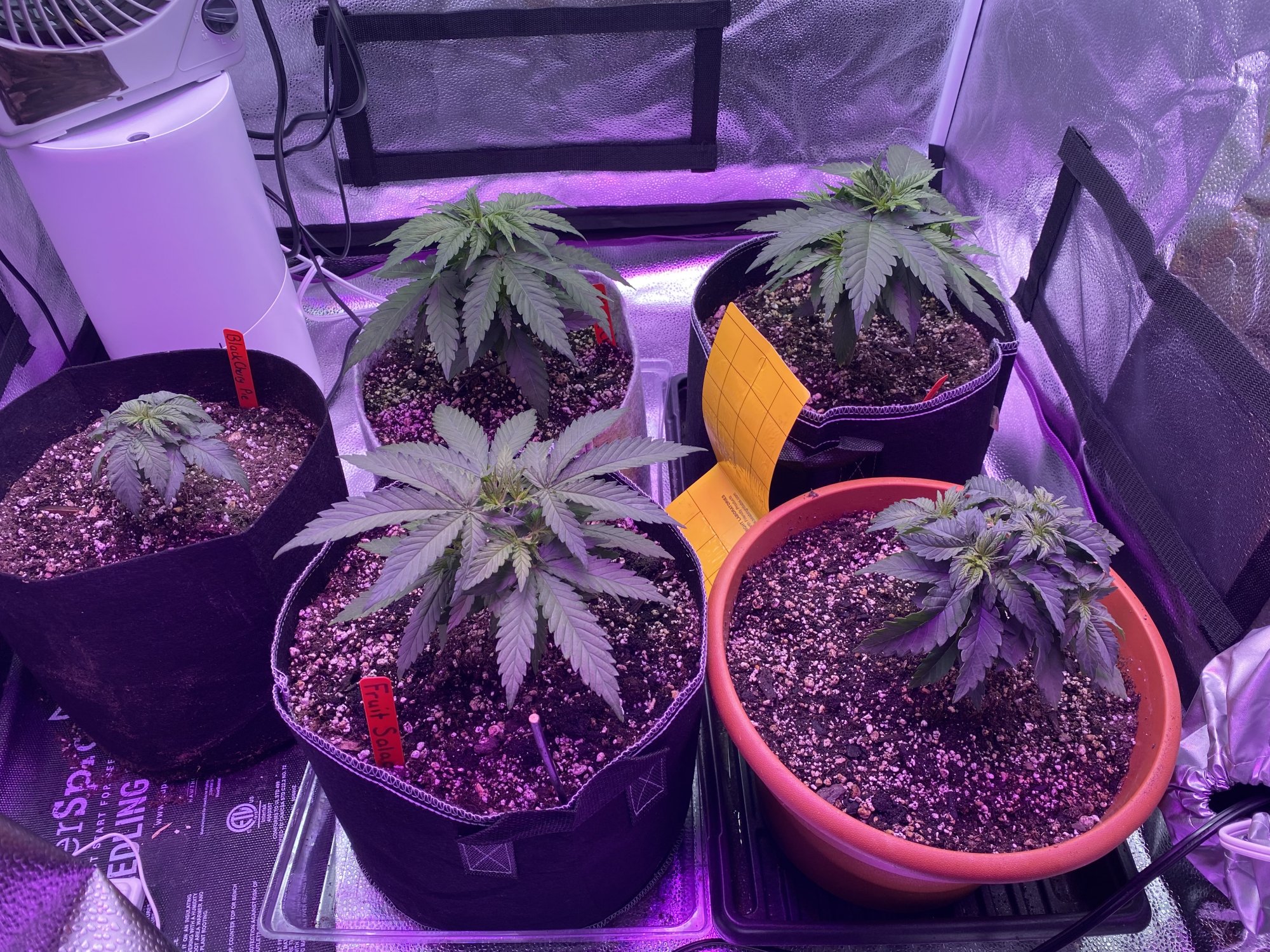 First time grower 3