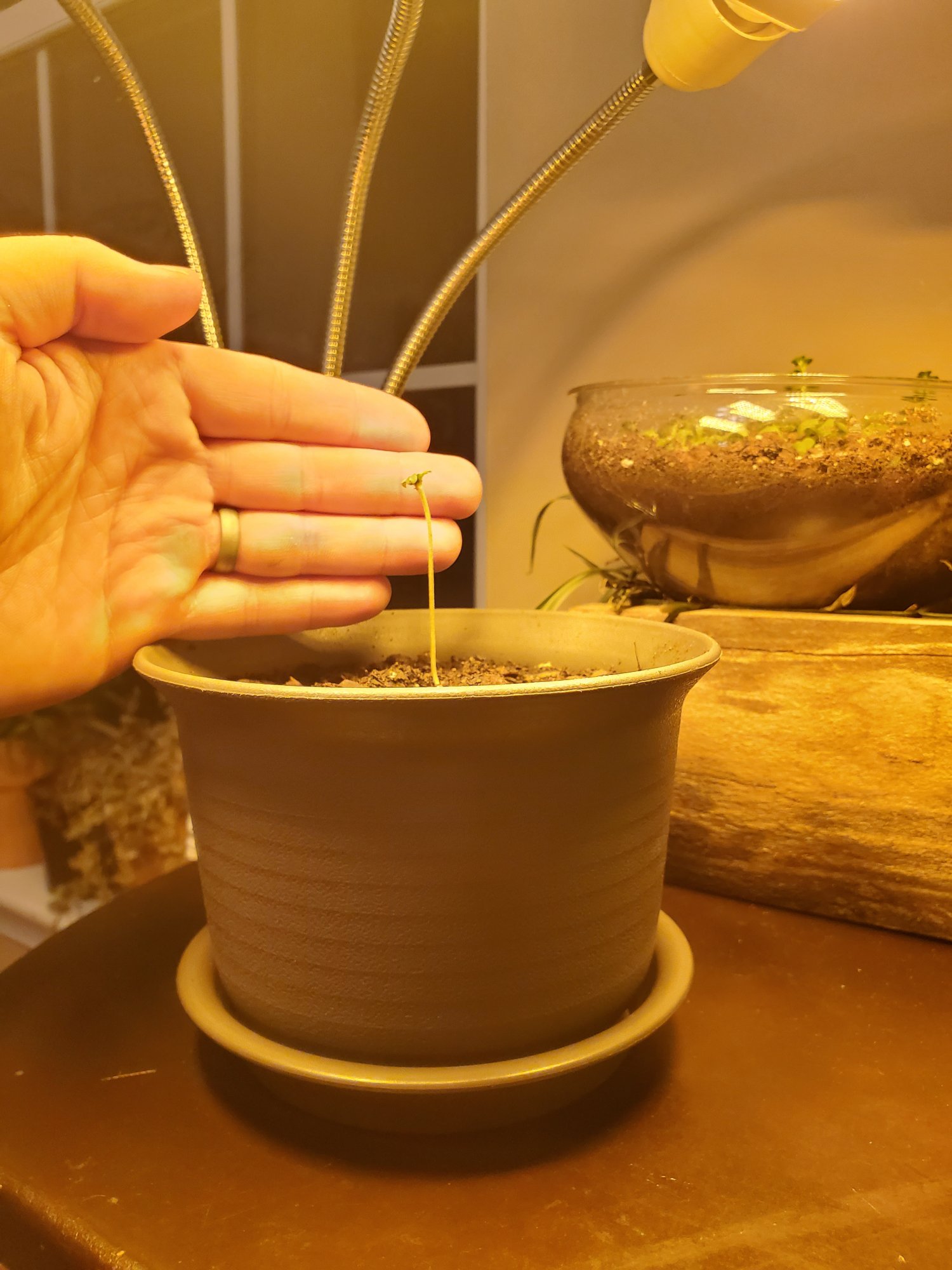 First time grower 3