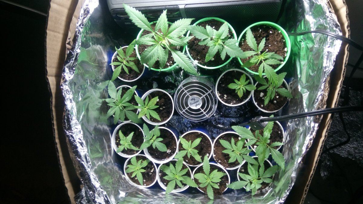 First time grower 3