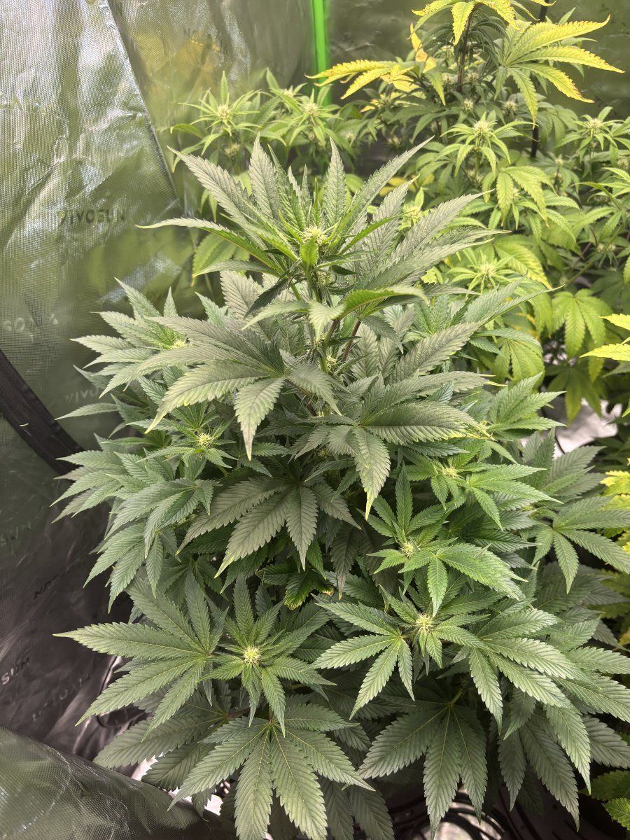 First time grower 35 weeks into flower 3