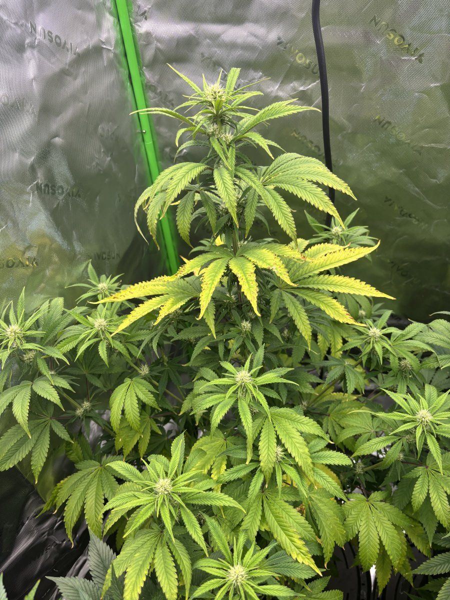 First time grower 35 weeks into flower 4