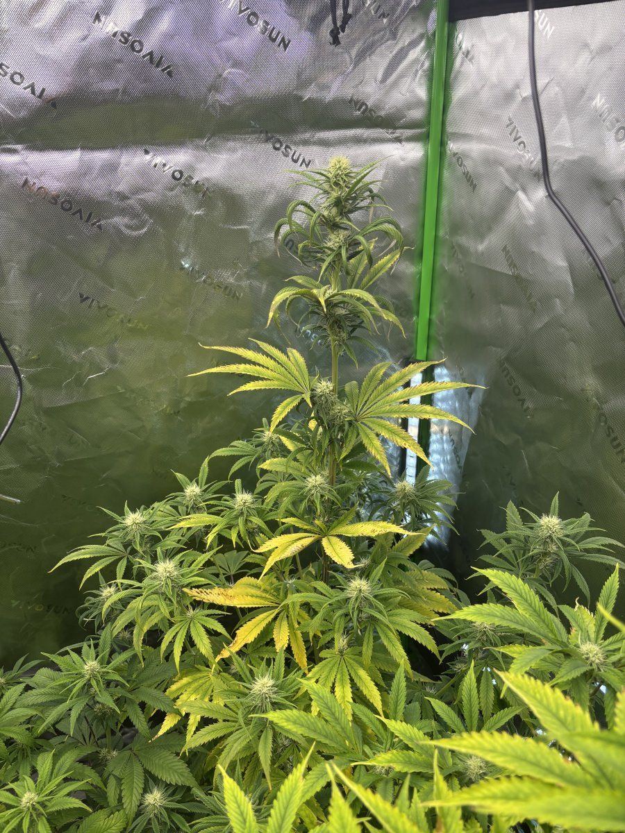 First time grower 35 weeks into flower 5