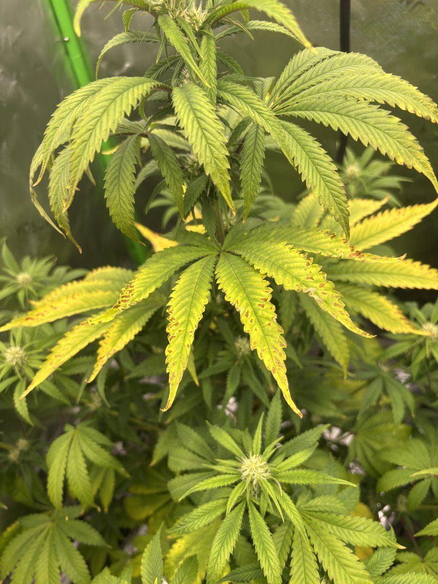 First time grower 35 weeks into flower 6