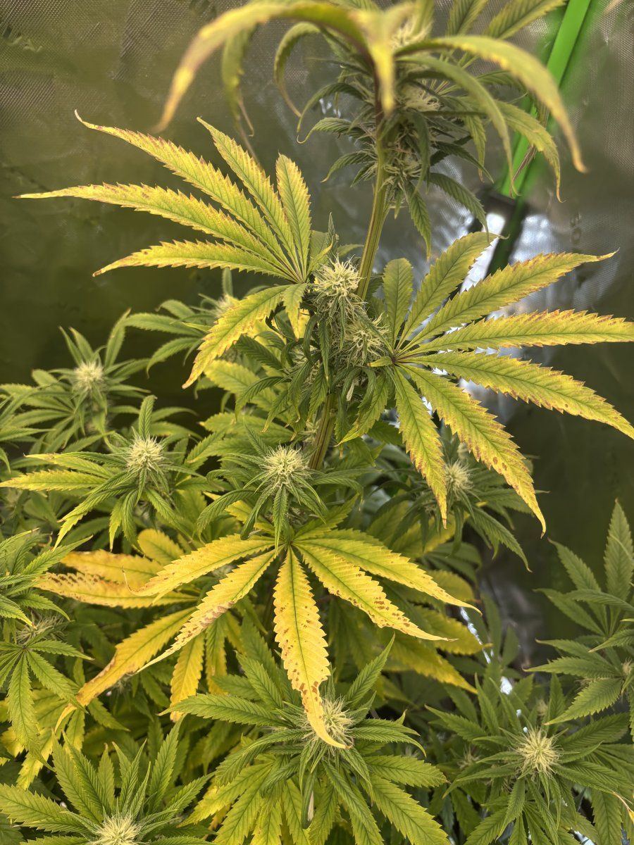 First time grower 35 weeks into flower 7