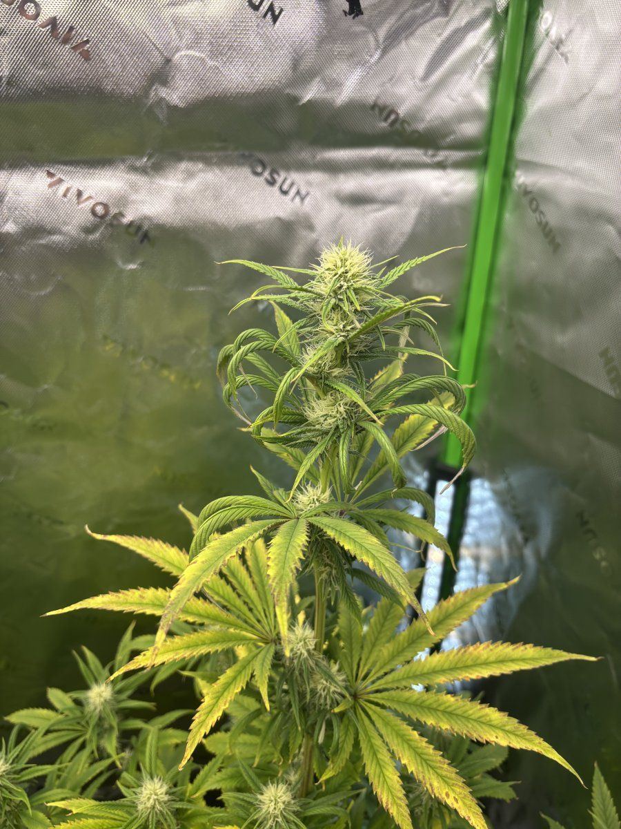 First time grower 35 weeks into flower 8