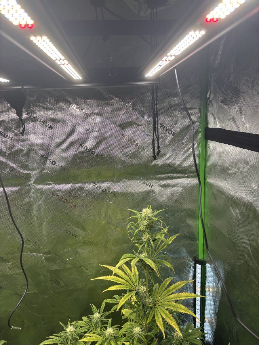 First time grower 35 weeks into flower 9