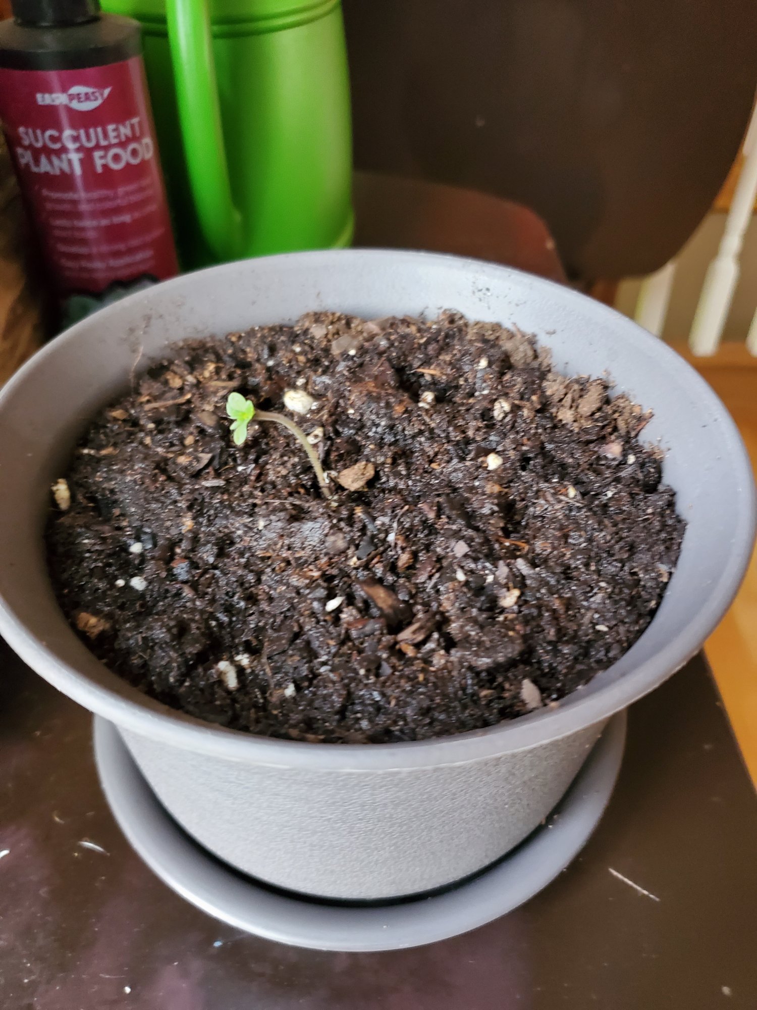 First time grower 4