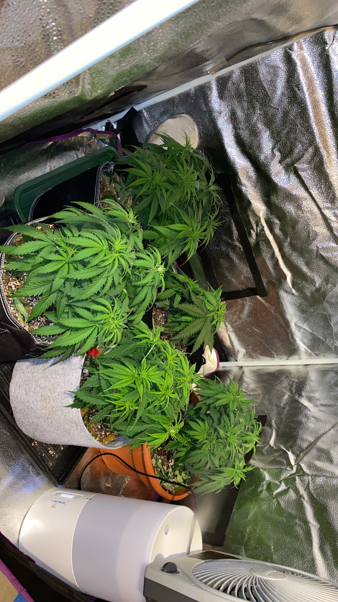 First time grower 5