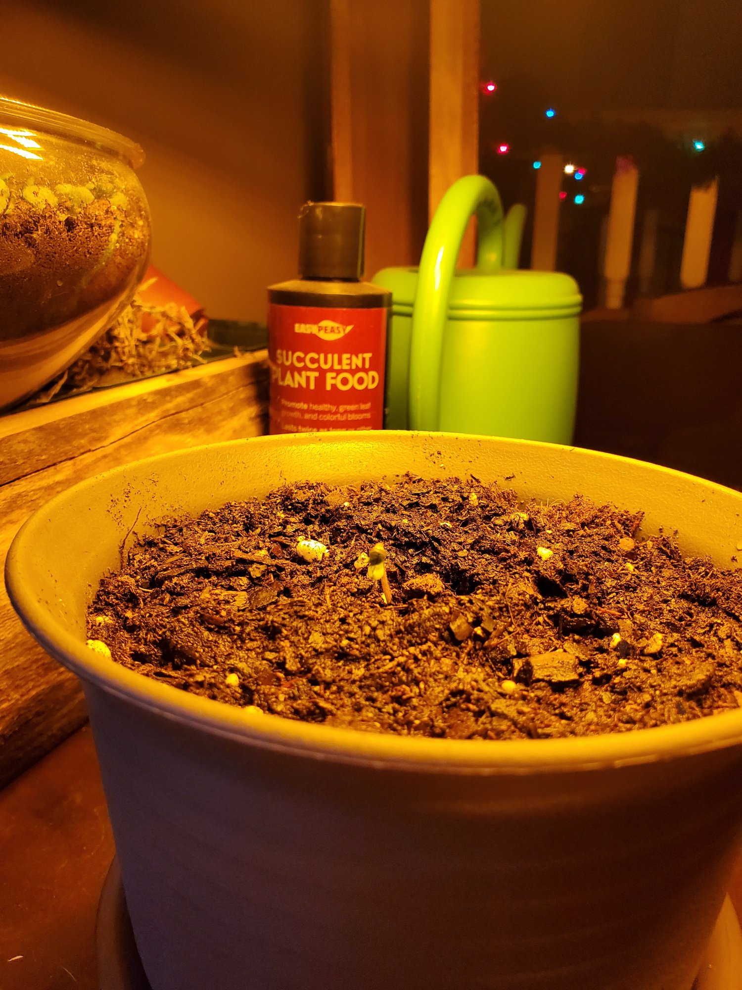 First time grower 5
