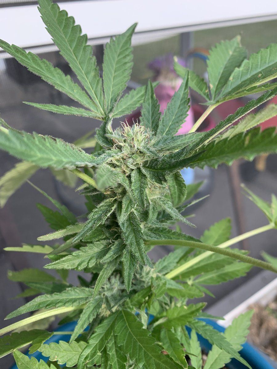 First time grower advice please