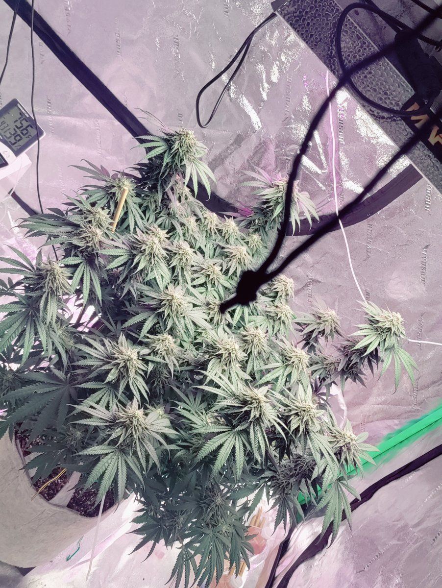 First time grower and alot of my info come from this site