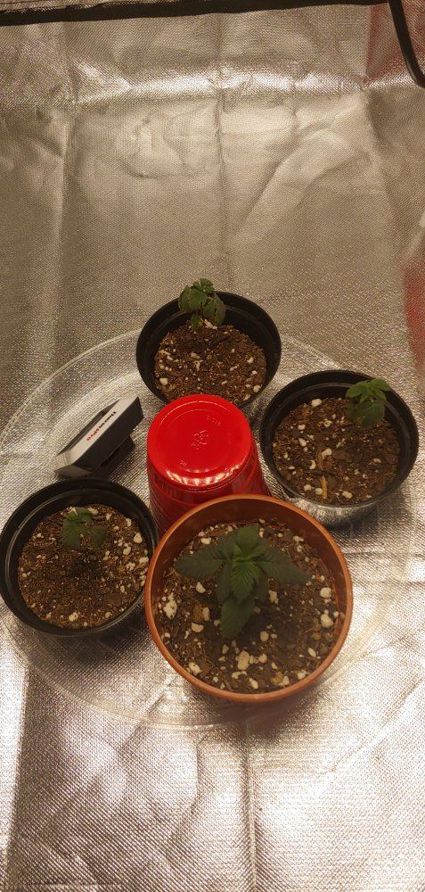 First time grower any  all inputssuggestions are greatly appreciated 2