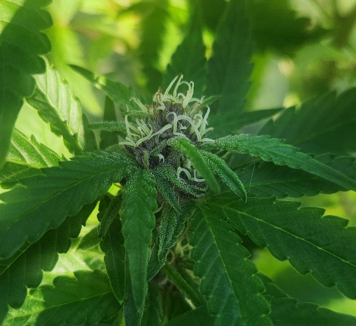 First time grower are these buds progressing correctly 3