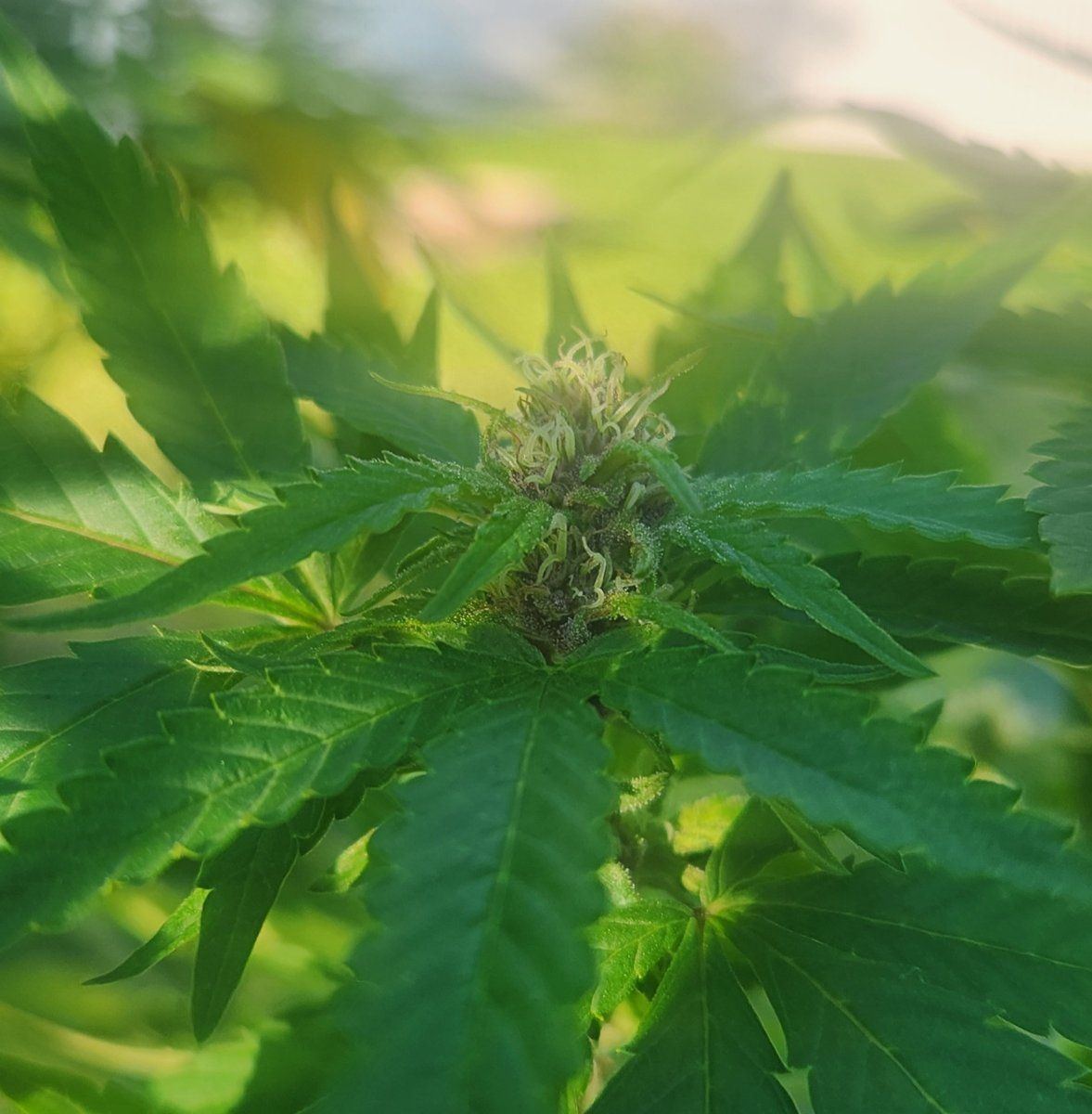 First time grower are these buds progressing correctly 4