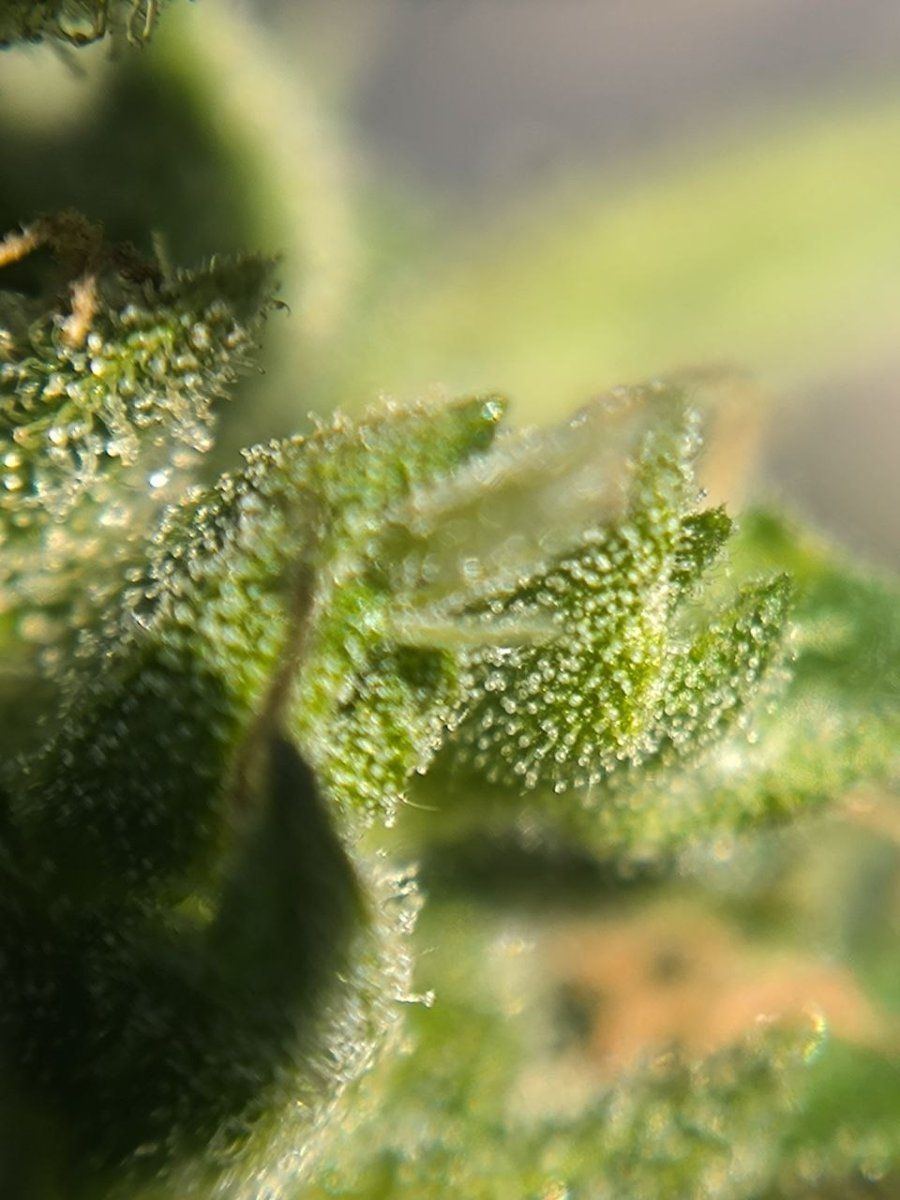 First time grower asking for help are these trichomes cloudy 2