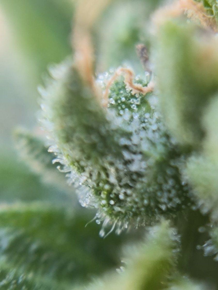 First time grower asking for help are these trichomes cloudy 3