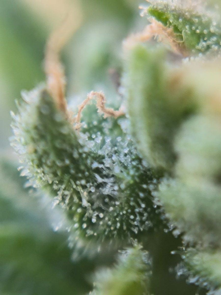 First time grower asking for help are these trichomes cloudy 4