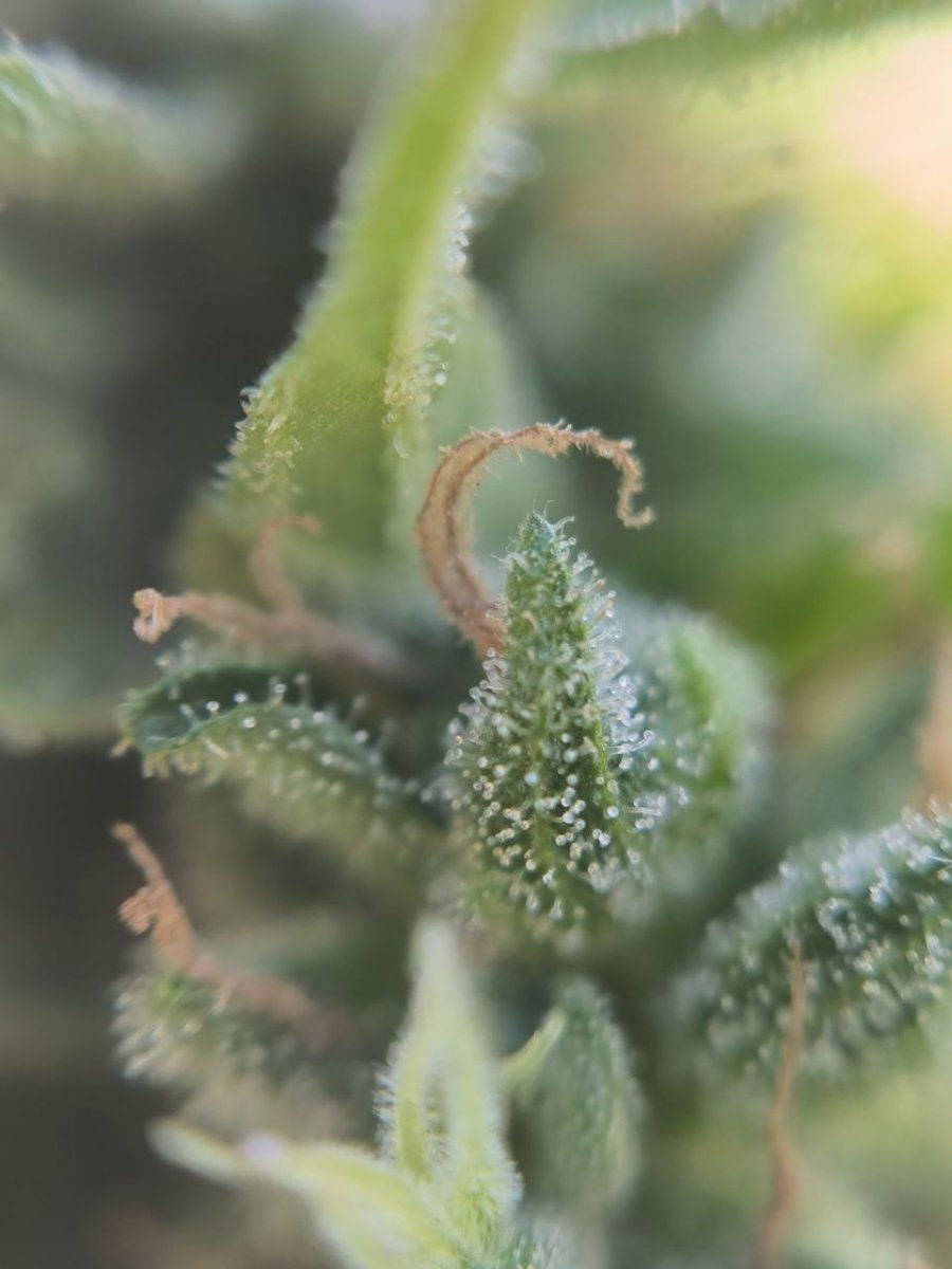 First time grower asking for help are these trichomes cloudy