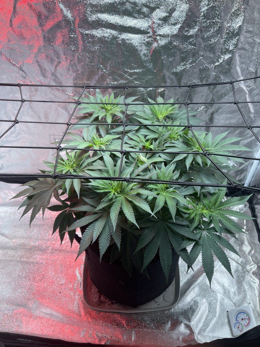 First time grower  bloom time 2