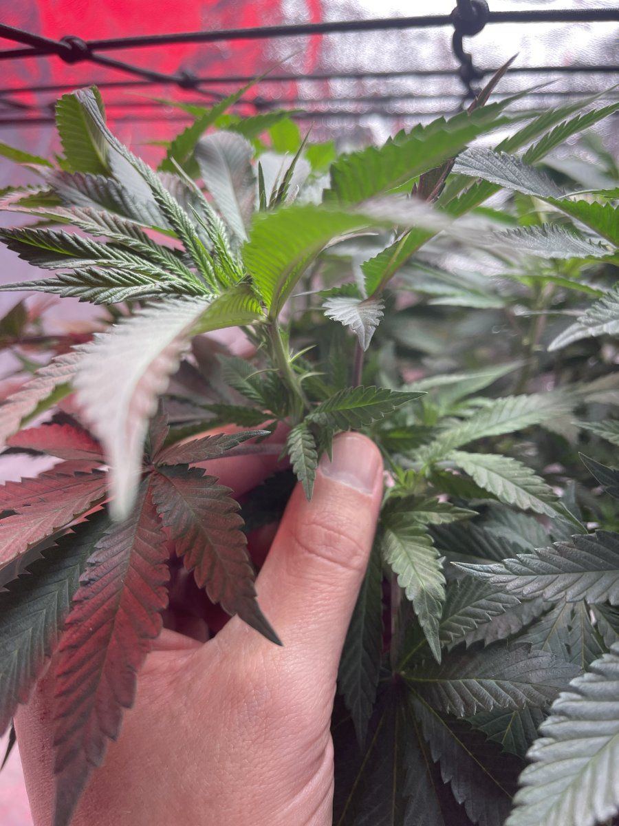 First time grower  bloom time 5