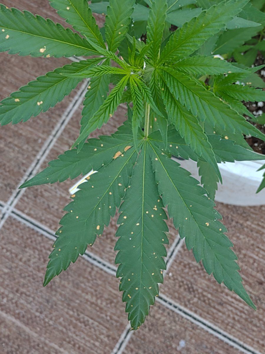 First time grower can somebody tell me what this is