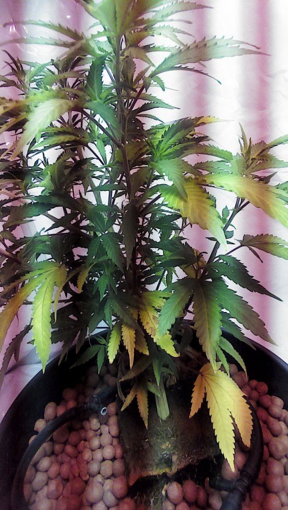 First time grower   clear signs of problems 2