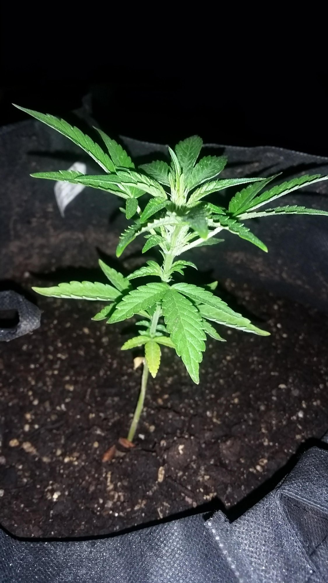 First time grower continual plant food supplementation advice required