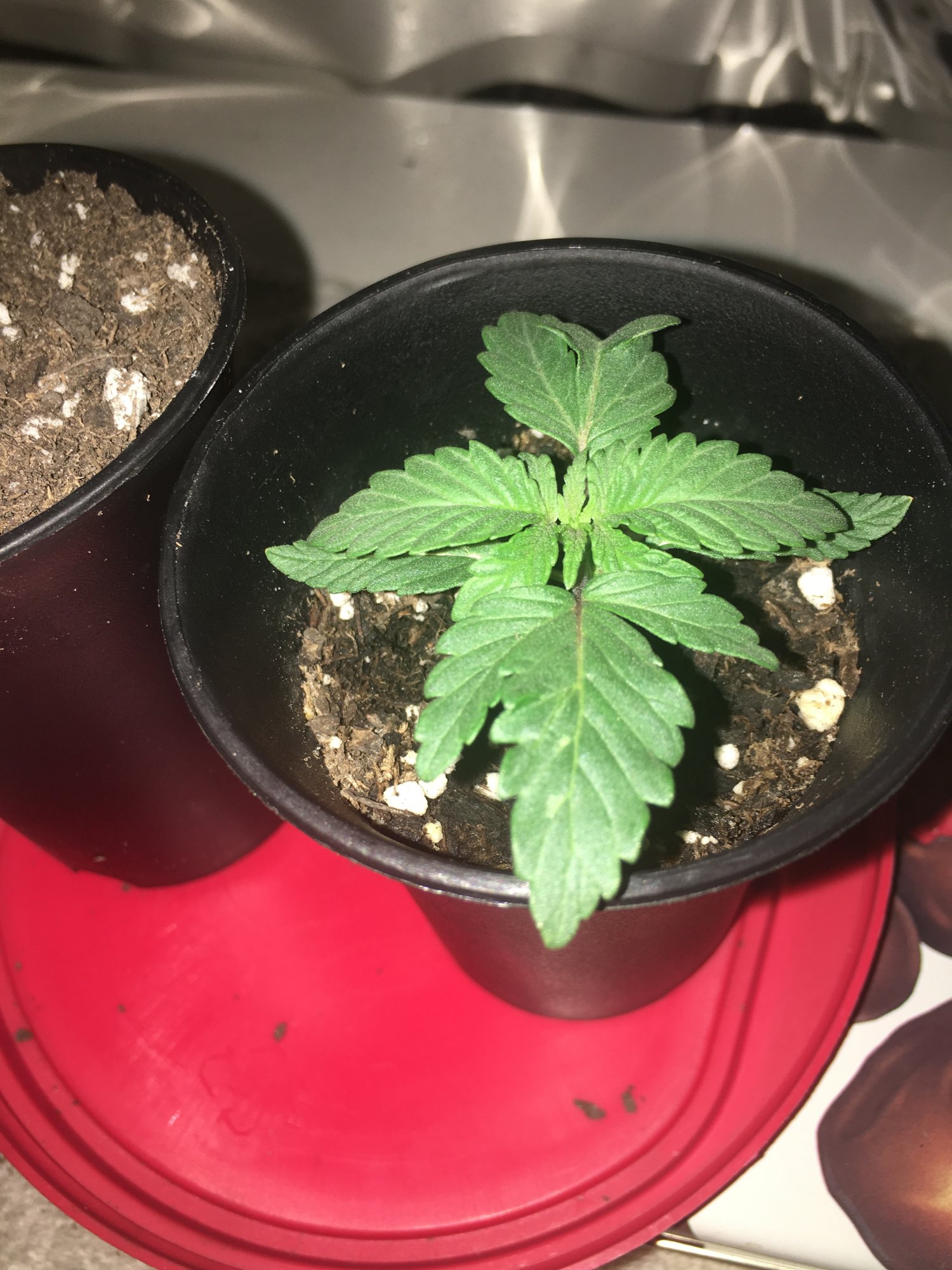 First time grower day fourteen