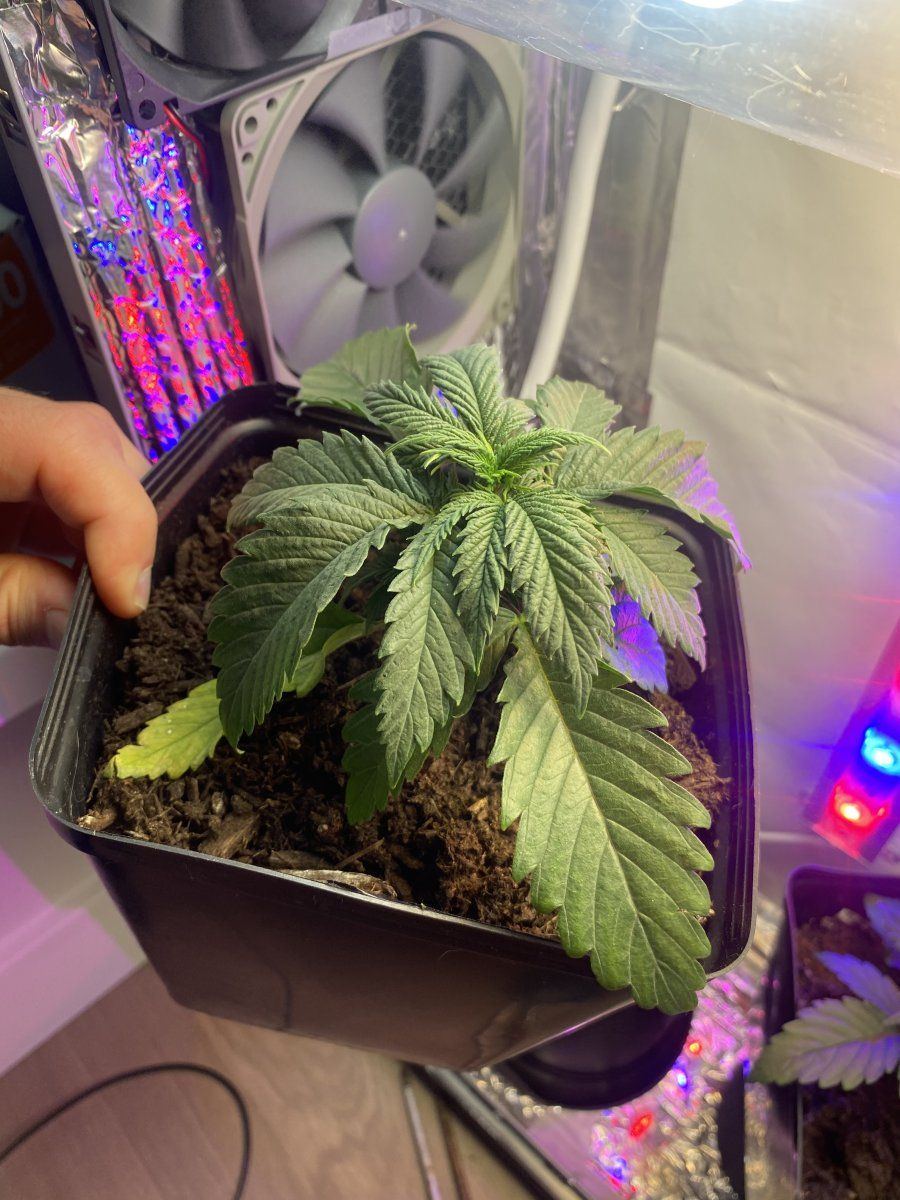 First time grower   drooping and yellow leaves 3