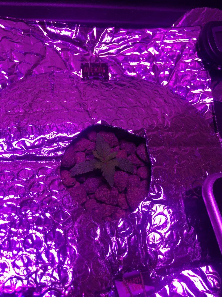First time grower eager to learn and listen