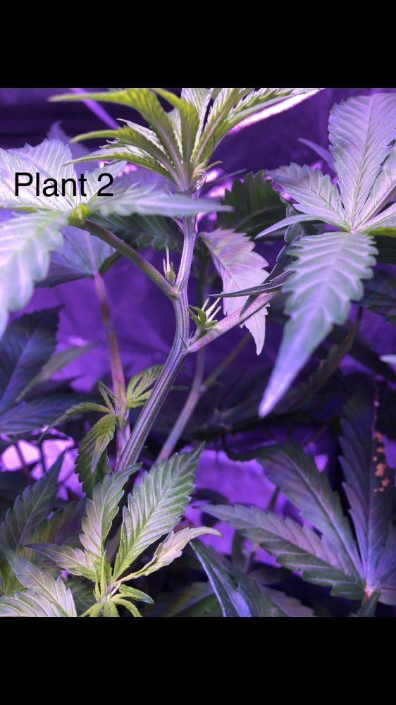 First time grower  early sex id 2
