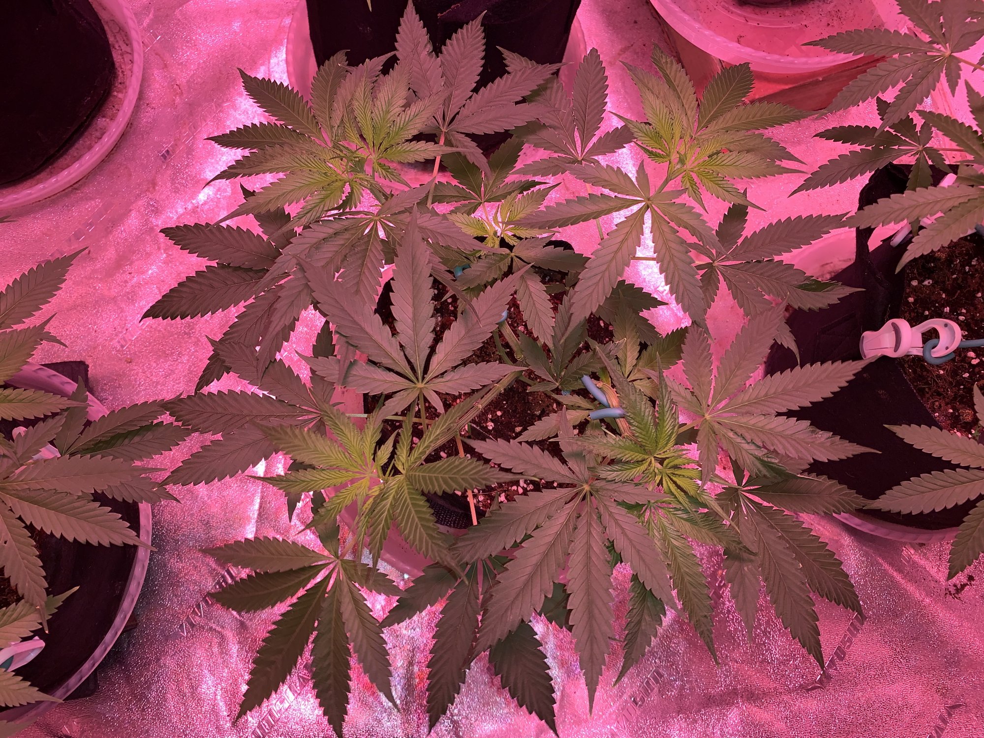 First time grower finally flipping my plants into flower and starting the 1212 cycle 2