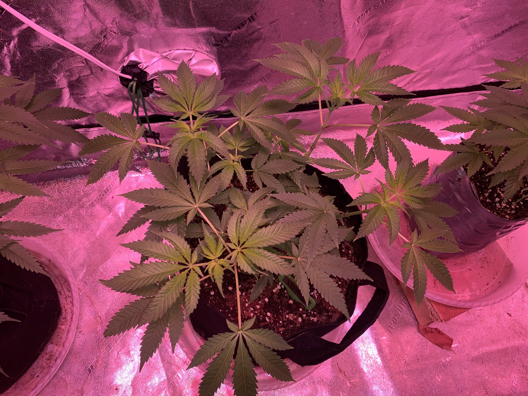 First time grower finally flipping my plants into flower and starting the 1212 cycle 5