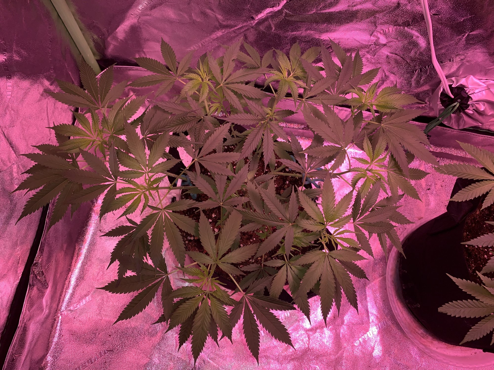 First time grower finally flipping my plants into flower and starting the 1212 cycle 6